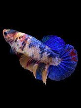 Load image into Gallery viewer, Female Halfmoon Plakat - Candy #2255 - Live Betta Fish
