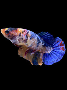 Female Halfmoon Plakat - Candy #2255 - Live Betta Fish