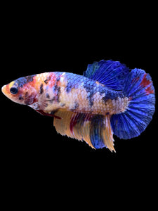 Female Halfmoon Plakat - Candy #2255 - Live Betta Fish