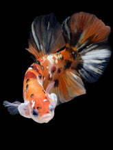 Load image into Gallery viewer, GIANT Male Halfmoon Plakat - Candy Copper #2256 - Live Betta Fish
