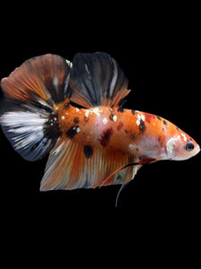 GIANT Male Halfmoon Plakat - Candy Copper #2256 - Live Betta Fish