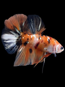 GIANT Male Halfmoon Plakat - Candy Copper #2256 - Live Betta Fish