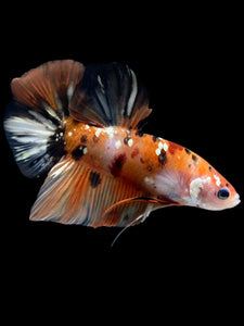 GIANT Male Halfmoon Plakat - Candy Copper #2256 - Live Betta Fish