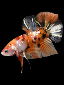 GIANT Male Halfmoon Plakat - Candy Copper #2256 - Live Betta Fish