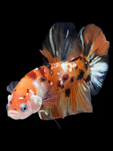 GIANT Male Halfmoon Plakat - Candy Copper #2256 - Live Betta Fish