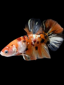 GIANT Male Halfmoon Plakat - Candy Copper #2256 - Live Betta Fish