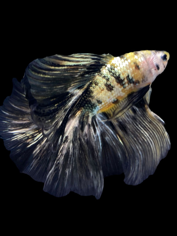 Male Fullmoon - Yellow Koi Copper #2257 - Live Betta Fish