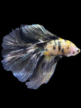 Load image into Gallery viewer, Male Fullmoon - Yellow Koi Copper #2257 - Live Betta Fish
