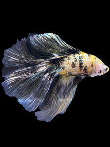 Male Fullmoon - Yellow Koi Copper #2257 - Live Betta Fish
