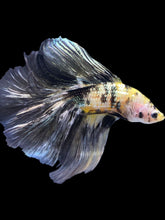 Load image into Gallery viewer, Male Fullmoon - Yellow Koi Copper #2257 - Live Betta Fish
