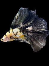 Load image into Gallery viewer, Male Fullmoon - Yellow Koi Copper #2257 - Live Betta Fish
