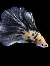 Load image into Gallery viewer, Male Fullmoon - Yellow Koi Copper #2257 - Live Betta Fish
