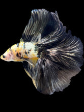 Load image into Gallery viewer, Male Fullmoon - Yellow Koi Copper #2257 - Live Betta Fish
