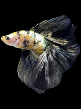 Load image into Gallery viewer, Male Fullmoon - Yellow Koi Copper #2257 - Live Betta Fish
