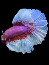 Load image into Gallery viewer, Male Rosetail - Purple Butterfly #2258 - Live Betta Fish
