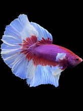Load image into Gallery viewer, Male Rosetail - Purple Butterfly #2258 - Live Betta Fish
