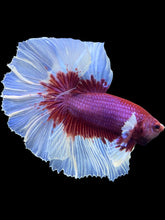 Load image into Gallery viewer, Male Rosetail - Purple Butterfly #2258 - Live Betta Fish
