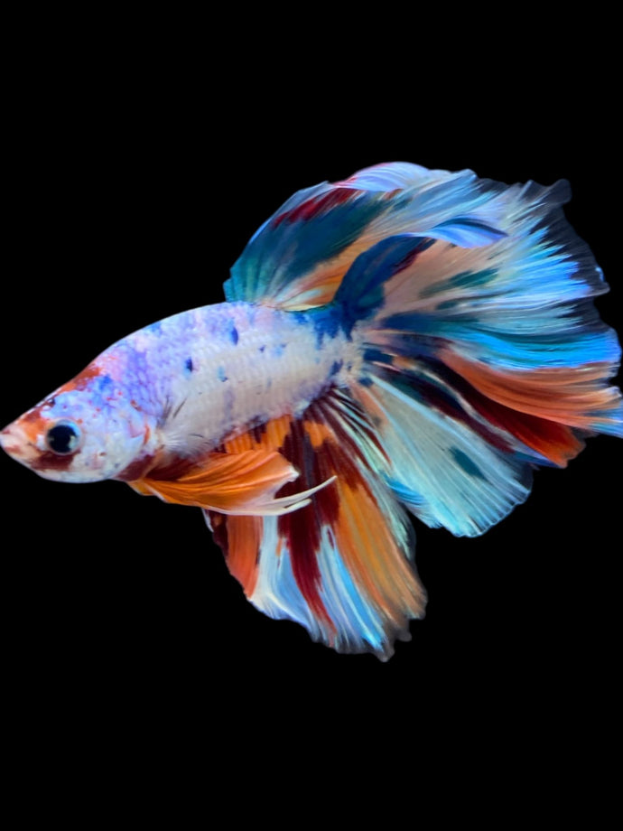 Male Halfmoon - Unicorn #2259 - Live Betta Fish