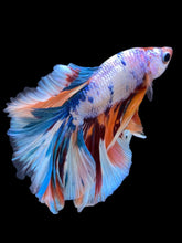 Load image into Gallery viewer, Male Halfmoon - Unicorn #2259 - Live Betta Fish
