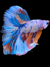 Load image into Gallery viewer, Male Halfmoon - Unicorn #2259 - Live Betta Fish
