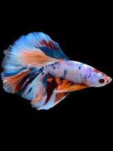 Load image into Gallery viewer, Male Halfmoon - Unicorn #2259 - Live Betta Fish
