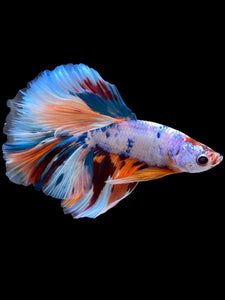 Male Halfmoon - Unicorn #2259 - Live Betta Fish