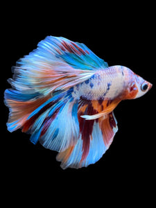 Male Halfmoon - Unicorn #2259 - Live Betta Fish