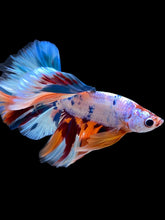Load image into Gallery viewer, Male Halfmoon - Unicorn #2259 - Live Betta Fish
