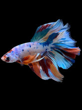 Load image into Gallery viewer, Male Halfmoon - Unicorn #2259 - Live Betta Fish
