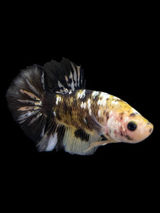 Male Halfmoon Plakat - Yellow Koi Copper #225 - Live Betta Fish