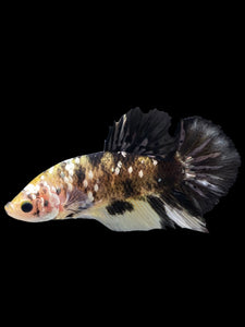 Male Halfmoon Plakat - Yellow Koi Copper #225 - Live Betta Fish