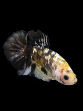 Load image into Gallery viewer, Male Halfmoon Plakat - Yellow Koi Copper #225 - Live Betta Fish
