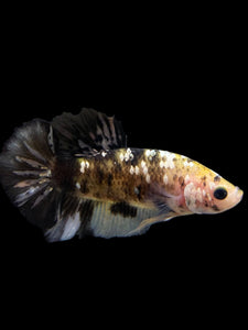 Male Halfmoon Plakat - Yellow Koi Copper #225 - Live Betta Fish