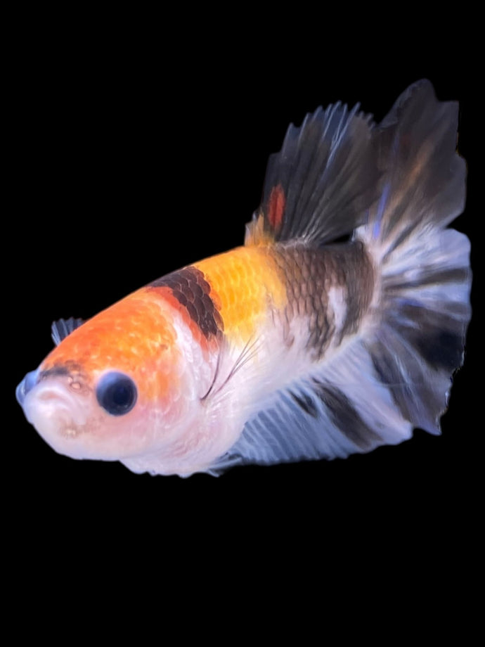TOP GRADE Female Halfmoon - Galaxy #2260 - Live Betta Fish