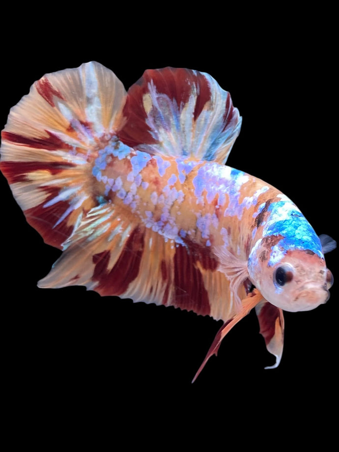 GIANT Male Halfmoon Plakat - Multicolor #2261 - Live Betta Fish
