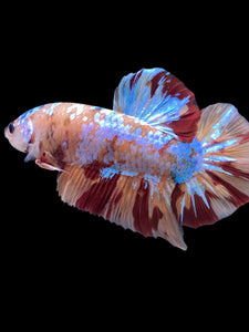 GIANT Male Halfmoon Plakat - Multicolor #2261 - Live Betta Fish