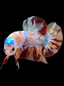 GIANT Male Halfmoon Plakat - Multicolor #2261 - Live Betta Fish