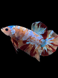 GIANT Male Halfmoon Plakat - Multicolor #2261 - Live Betta Fish