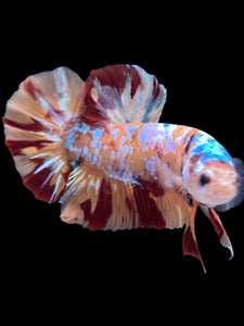 GIANT Male Halfmoon Plakat - Multicolor #2261 - Live Betta Fish