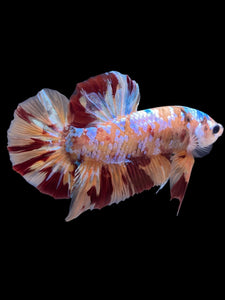 GIANT Male Halfmoon Plakat - Multicolor #2261 - Live Betta Fish