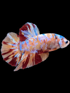 GIANT Male Halfmoon Plakat - Multicolor #2261 - Live Betta Fish