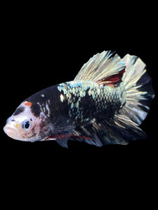 GIANT Male Halfmoon Plakat - Gold Avatar #2262 - Live Betta Fish
