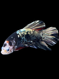 GIANT Male Halfmoon Plakat - Gold Avatar #2262 - Live Betta Fish