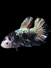 Load image into Gallery viewer, GIANT Male Halfmoon Plakat - Gold Avatar #2262 - Live Betta Fish
