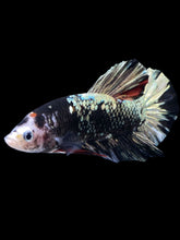 Load image into Gallery viewer, GIANT Male Halfmoon Plakat - Gold Avatar #2262 - Live Betta Fish
