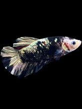 Load image into Gallery viewer, GIANT Male Halfmoon Plakat - Gold Avatar #2262 - Live Betta Fish
