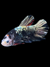 Load image into Gallery viewer, GIANT Male Halfmoon Plakat - Gold Avatar #2262 - Live Betta Fish
