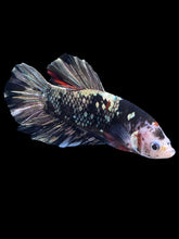 Load image into Gallery viewer, GIANT Male Halfmoon Plakat - Gold Avatar #2262 - Live Betta Fish
