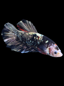 GIANT Male Halfmoon Plakat - Gold Avatar #2262 - Live Betta Fish