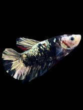 Load image into Gallery viewer, GIANT Male Halfmoon Plakat - Gold Avatar #2262 - Live Betta Fish
